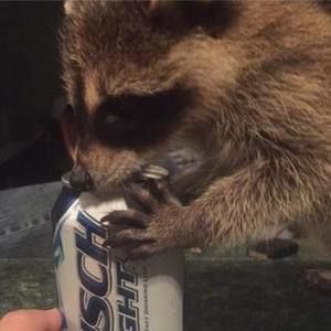 Meet your Posher, Luckadoo